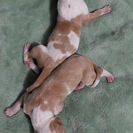 Boy 4 - Red and white male Ibizan Hound puppy in Oklahoma from Nevaeh Ibizan Hounds