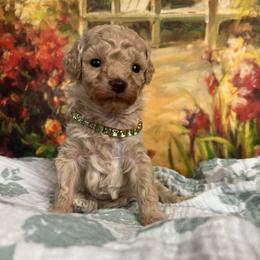 Alanna - Apricot female Poodle puppy in Lawrenceburg, Tennessee from LUV Poodles and Maltipoos