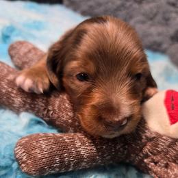 Rocky Road - Dapple male Dachshund puppy in Bigfork, Minnesota from Long Ears and Long Dogs Ranch