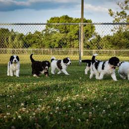 Bernedoodles from Taylor Made Kennels