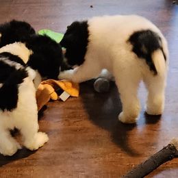 Goldendoodle and Poodle Puppies from Elizabeth Rocha's Doodles