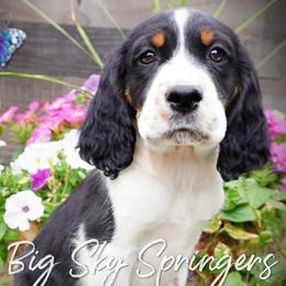 Boy 3 - Black white and tan male English Springer Spaniel puppy in Great Falls, Montana from Big Sky Springers