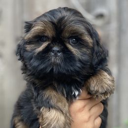 Bryce - Red male Shih Tzu puppy in Chico, California from North State Shih tzus