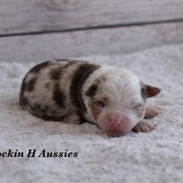 Rmf 2 - Red merle female Toy Australian Shepherd puppy in Russellville, Arkansas from Rockin H Aussies