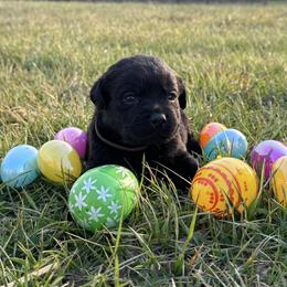 Tammy - Black female Labrador Retriever puppy in Garnett, Kansas from Timberland Creek Labradors