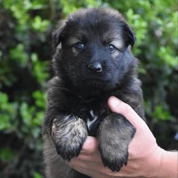 Blue Collar Female - Sable female German Shepherd puppy in Mariana, Florida from Haus M Godwin