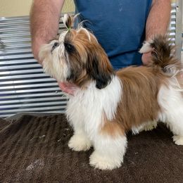 Shih Tzu Puppies from Willow Lane Shih Tzus