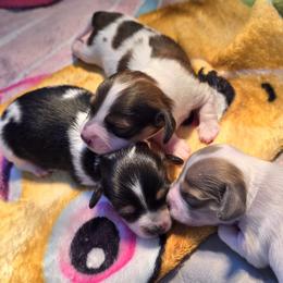 Dachshund puppies from Poole Family Miniature Dachshunds