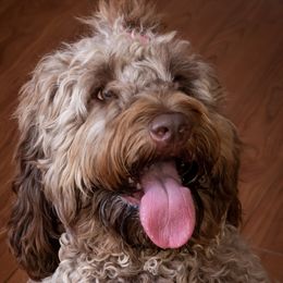 Cleo - Australian Labradoodle
