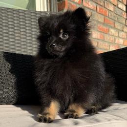 KC - Black and tan male Pomeranian puppy in San Jacinto, California from Savvypomeranians