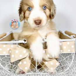 Aussiedoodle, Bernedoodle, and Goldendoodle Puppies from Dandy Doodle Ranch