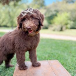 Soleil - Chocolate female Goldendoodle puppy in Ooltewah, Tennessee from Allison Family Doodles