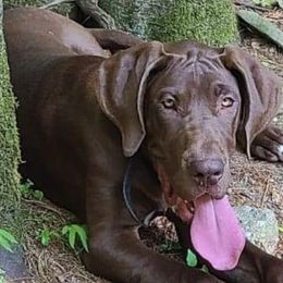 Girl 1 - Chocolate Great Dane puppy in Pennsylvania from Pocono Mountain Great Danes