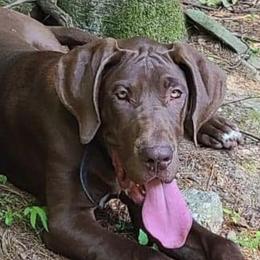 Girl 1 - Chocolate Great Dane puppy in Pennsylvania from Pocono Mountain Great Danes