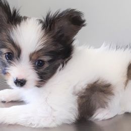 Papillons from Papillon Ranch