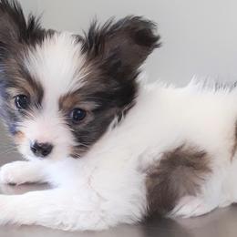 Papillons from Papillon Ranch