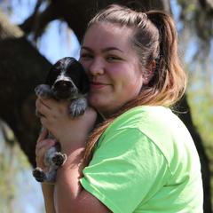 German Wirehaired Pointer Puppies from Afterhours German Wirehaired Pointers