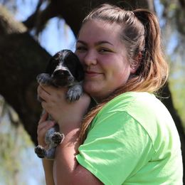 German Wirehaired Pointer Puppies from Afterhours German Wirehaired Pointers