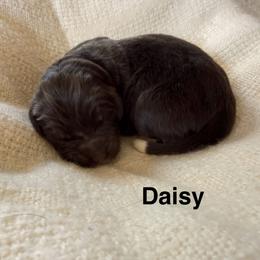 Daisy - White and brown female Newfoundland puppy in Goodhue, Minnesota from Claypits Newfoundlands