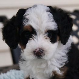 Bernedoodles and Bernese Mountain Dogs from Fields Family Farm