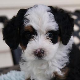 Bernedoodles and Bernese Mountain Dogs from Fields Family Farm