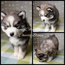 Charlie Brown - Gray and white male Pomsky puppy in Rossville, Georgia from Scenic City Pomskies