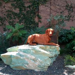 Vizsla All Grown Up from Vizslas