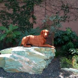 Vizsla All Grown Up from Vizslas