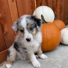 Miniature Australian Shepherd Puppies from Wild Outlaw Aussies