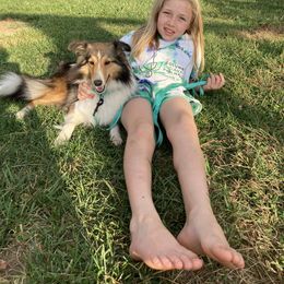Shetland Sheepdog Puppies from Windy Haven Farm