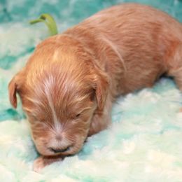 Jo Jo - Red  Goldendoodle puppy in Shelby Township, Michigan from Shelby Doodles MI LLC