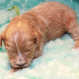 Jo Jo - Red  Goldendoodle puppy in Shelby Township, Michigan from Shelby Doodles MI LLC