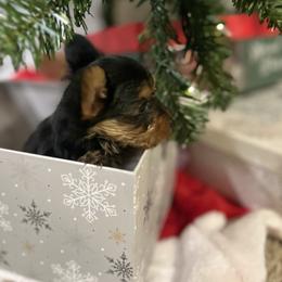 Libra - Black and gold male Yorkshire Terrier puppy in Ocala, Florida from Top Notch Pupz
