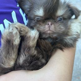 Ledger - Liver and white male Shih Tzu puppy in Trinity, North Carolina from Trinity Shih Tzu