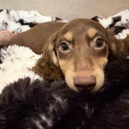 Flint - Chocolate and cream male Dachshund puppy in Cutler Bay, Florida from Dadecounty’s Dachshunds