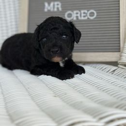 Oreo - Black male Poodle puppy in Dayton, Texas from Wolfe Island Poodles