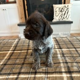 Stella - Brown and gray female Wirehaired Pointing Griffon puppy in Shelley, Idaho from Western Gundogs