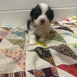 Angus - Black and tan male Pembroke Welsh Corgi puppy in Huntington, Texas from Flower Hill Farm