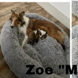 Zoe - Shetland Sheepdog
