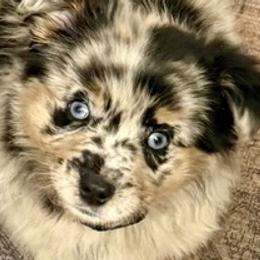 Border Collies, Bordoodles, and Toy Australian Shepherds from Hoffman Forest Acres LLC