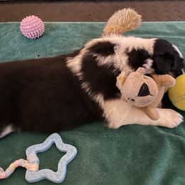 Australian Shepherd Puppies from Wild Atlantic  Aussies