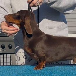 Chip - Chocolate and tan male Dachshund puppy in Toledo, Ohio from Baldox Dachshunds