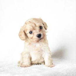 Boy 2 - Cream male Cavapoo puppy in Lawton, Oklahoma from Lindsey’s Cavies