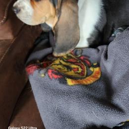Tan Boy - Black brown and white male Basset Hound puppy in Hood River, Oregon from The Walls Hounds With Heart