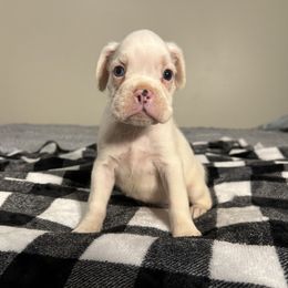 Female 1 - White female Boxer puppy in Prestonsburg, Kentucky from Bre’s Boxers