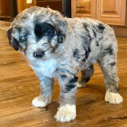 Ranger - Blue merle male Aussiedoodle puppy in Talihina, Oklahoma from Lockhart Mini Aussies