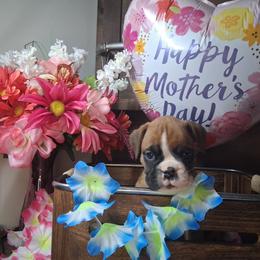 Runt - Fawn male Boxer puppy in Pikeville, Kentucky from Boxers of Whispered Wishes