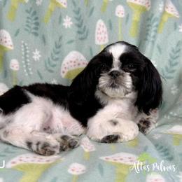 Shih Tzu Puppies from Altas Palmas Shih Tzu