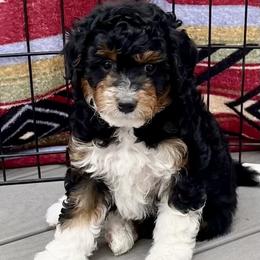 Aussiedoodle puppies from Puppy Love Doodles