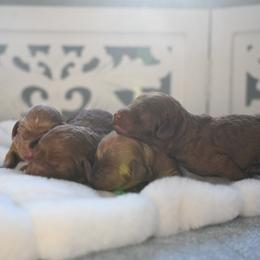 Bernedoodle, Cavapoo, Cockapoo, Double Doodle, and Poodle Puppies from Heavenly Puppies to Love